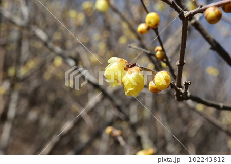 クローズアップ撮影したロウバイの花 102243812