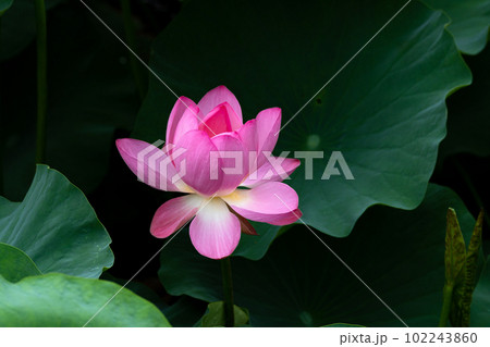 満開の蓮の花 102243860