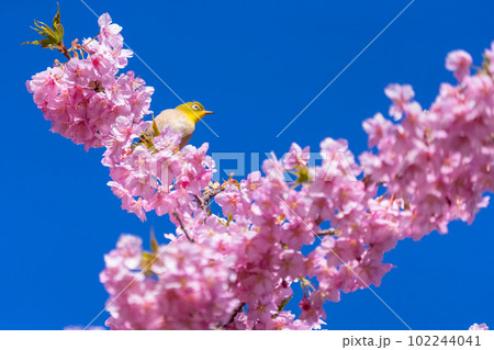 満開の河津桜とメジロ 102244041