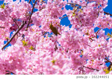 満開の河津桜とメジロ 102244051