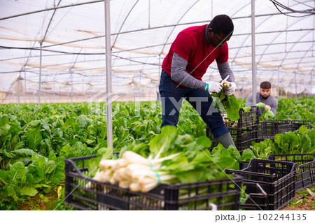 African american worker gathering in crops of green chard 102244135