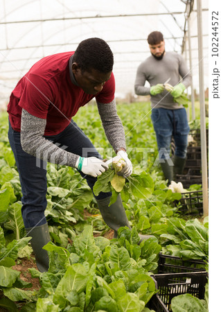 African american horticulturist harvesting green chard 102244572