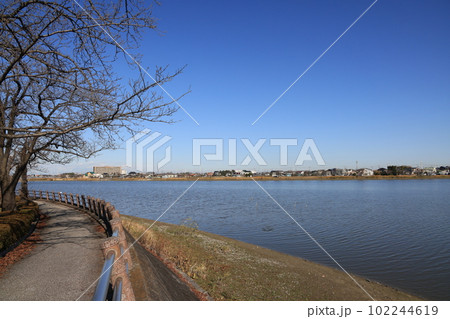 埼玉県川越市の早春の伊佐沼の風景 埼玉県川越市の早春の伊佐沼の風景 102244619