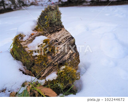 雪から顔を出す苔むした丸太 早春の雪国3 雪から顔を出す苔むした丸太 早春の雪国3 102244672