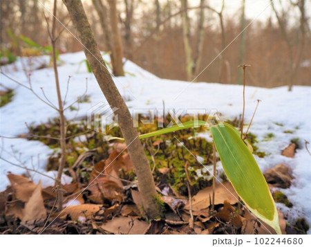 雪から顔を出す植物 雪解けの季節 早春1 雪から顔を出す植物 雪解けの季節 早春1 102244680