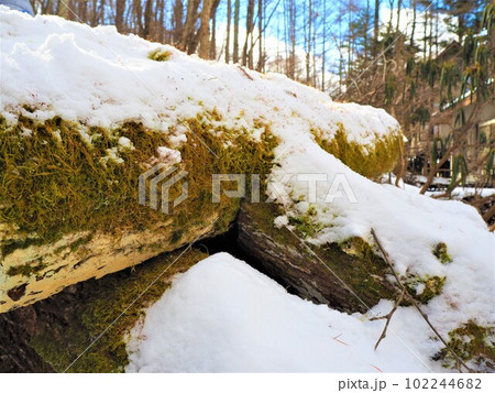 雪から顔を出す苔むした丸太 早春の雪国7 雪から顔を出す苔むした丸太 早春の雪国7 102244682
