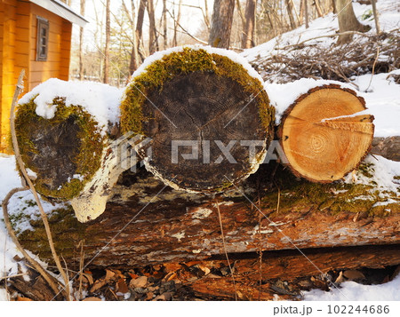 雪から顔を出す苔むした丸太 早春の雪国11 雪から顔を出す苔むした丸太 早春の雪国11 102244686