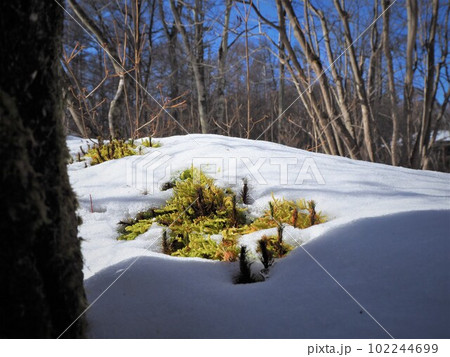 雪から顔を出す苔 雪解けの季節 早春16 雪から顔を出す苔 雪解けの季節 早春16 102244699