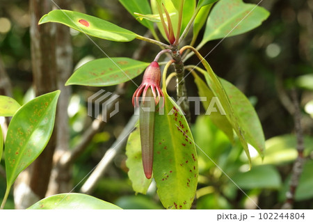 自然　植物　オヒルギ、花から突き出した胎生種子の根。オクラかバナナの様です 102244804