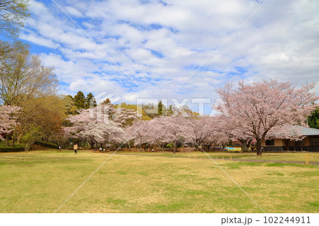 桜咲く逆井城趾ののどかな景色 102244911