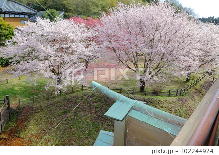 桜咲く逆井城趾ののどかな景色 桜咲く逆井城趾ののどかな景色 102244924