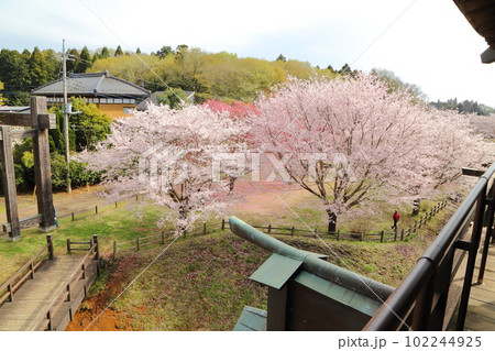 桜咲く逆井城趾ののどかな景色 桜咲く逆井城趾ののどかな景色 102244925