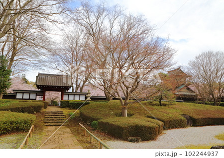 桜咲く逆井城趾ののどかな景色 桜咲く逆井城趾ののどかな景色 102244937
