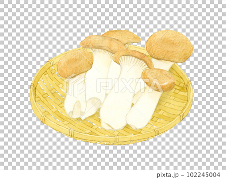 King oyster mushrooms on a bamboo strainer Mushroom hand-painted watercolor illustration material King oyster mushrooms on a bamboo strainer Mushroom hand-painted watercolor illustration material 102245004