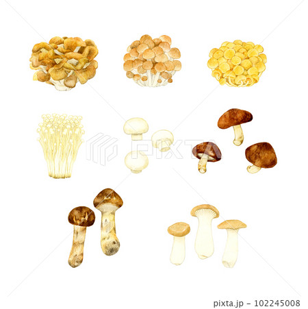 食べられるきのこの手描き水彩イラストセット 102245008