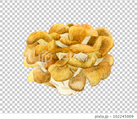Maitake Mushroom hand-painted watercolor illustration material 102245009