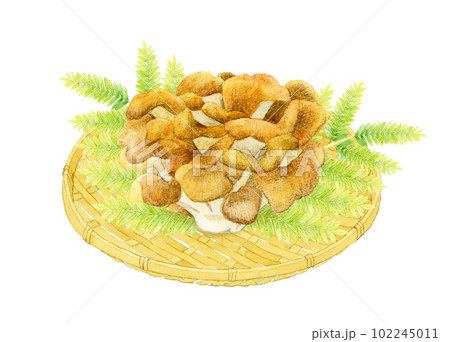 竹ざるに乗った舞茸 きのこの手描き水彩イラスト素材 竹ざるに乗った舞茸 きのこの手描き水彩イラスト素材 102245011
