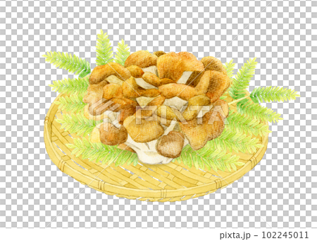 Maitake mushrooms on a bamboo colander Mushroom hand-painted watercolor illustration material 102245011
