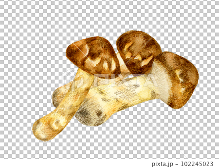 多個松茸蘑菇手繪水彩插畫素材 102245023