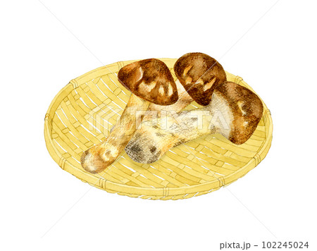 竹ざるに乗った松茸 きのこの手描き水彩イラスト素材 竹ざるに乗った松茸 きのこの手描き水彩イラスト素材 102245024