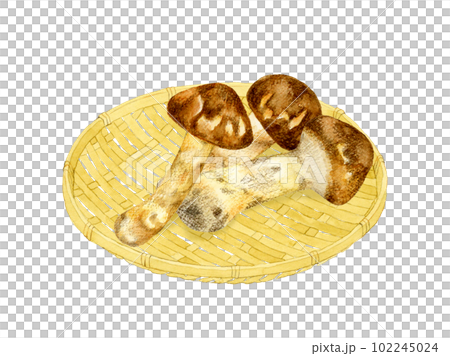 竹ざるに乗った松茸 きのこの手描き水彩イラスト素材 竹ざるに乗った松茸 きのこの手描き水彩イラスト素材 102245024