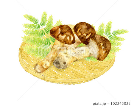竹ざるに乗った松茸 きのこの手描き水彩イラスト素材 竹ざるに乗った松茸 きのこの手描き水彩イラスト素材 102245025