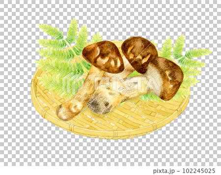 竹ざるに乗った松茸 きのこの手描き水彩イラスト素材 竹ざるに乗った松茸 きのこの手描き水彩イラスト素材 102245025