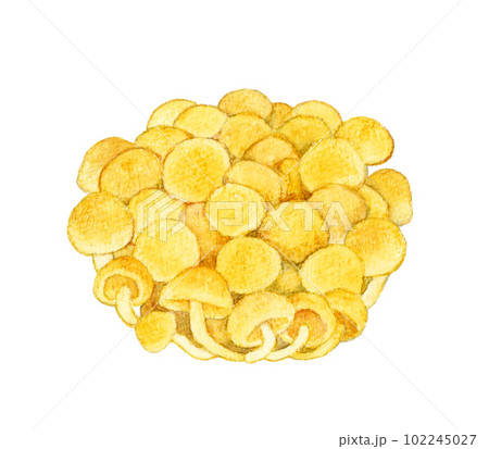 なめこ きのこの手描き水彩イラスト素材 なめこ きのこの手描き水彩イラスト素材 102245027