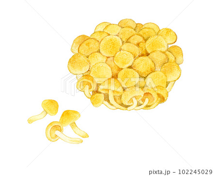 なめこ きのこの手描き水彩イラスト素材 なめこ きのこの手描き水彩イラスト素材 102245029