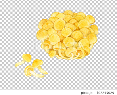 なめこ きのこの手描き水彩イラスト素材 なめこ きのこの手描き水彩イラスト素材 102245029