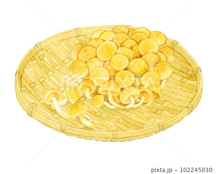 竹ざるに乗ったなめこ きのこの手描き水彩イラスト素材 竹ざるに乗ったなめこ きのこの手描き水彩イラスト素材 102245030