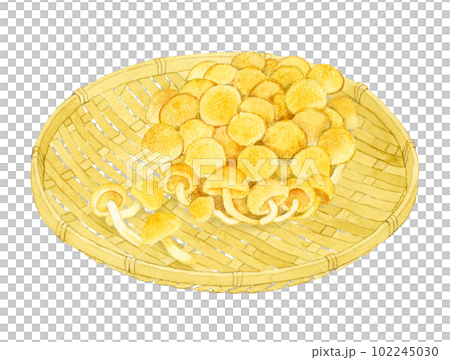 竹ざるに乗ったなめこ きのこの手描き水彩イラスト素材 竹ざるに乗ったなめこ きのこの手描き水彩イラスト素材 102245030
