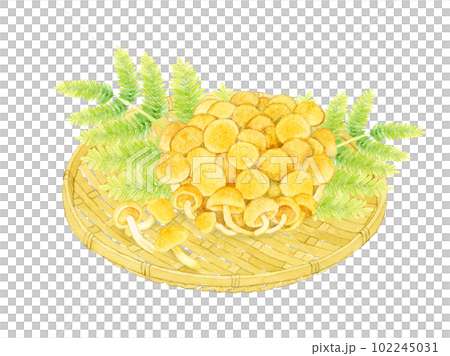 竹ざるに乗ったなめこ　きのこの手描き水彩イラスト素材 102245031