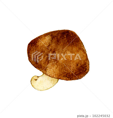 椎茸 きのこの手描き水彩イラスト素材 椎茸 きのこの手描き水彩イラスト素材 102245032