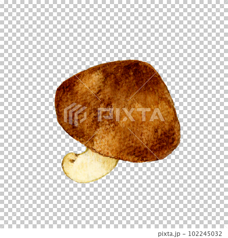 椎茸 きのこの手描き水彩イラスト素材 椎茸 きのこの手描き水彩イラスト素材 102245032