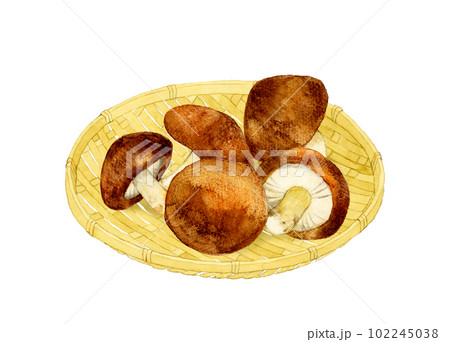 竹ざるに乗った椎茸　きのこの手描き水彩イラスト素材 102245038