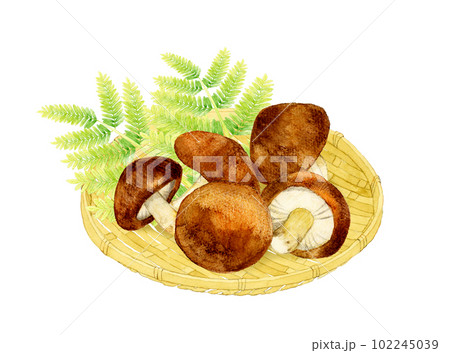 竹ざるに乗った椎茸　きのこの手描き水彩イラスト素材 102245039