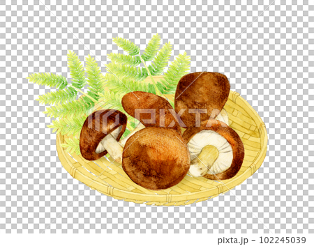 竹漏勺上的香菇蘑菇手繪水彩插畫素材 102245039