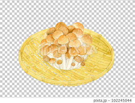 竹漏勺上的石門菇手繪水彩插畫素材 102245044