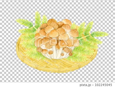 竹漏勺上的石門菇手繪水彩插畫素材 102245045