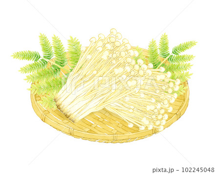竹ざるに乗ったえのき きのこの手描き水彩イラスト素材 竹ざるに乗ったえのき きのこの手描き水彩イラスト素材 102245048