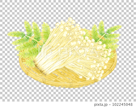 竹ざるに乗ったえのき きのこの手描き水彩イラスト素材 竹ざるに乗ったえのき きのこの手描き水彩イラスト素材 102245048