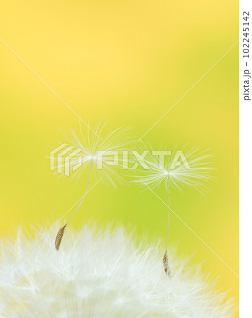 春イメージ_タンポポの綿毛の接写 102245142