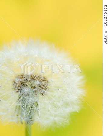 春イメージ_タンポポの綿毛の接写 102245152