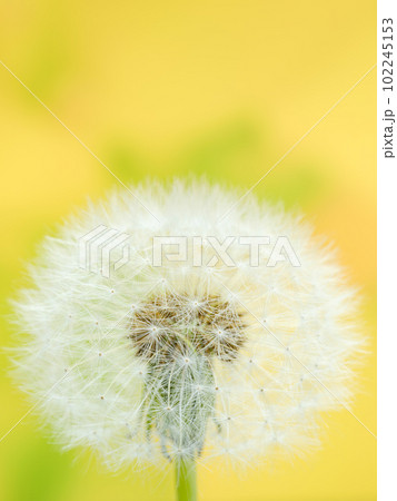 春イメージ_タンポポの綿毛の接写 102245153