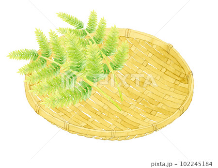 竹ざる 生活雑貨の手描き水彩イラスト素材 竹ざる 生活雑貨の手描き水彩イラスト素材 102245184