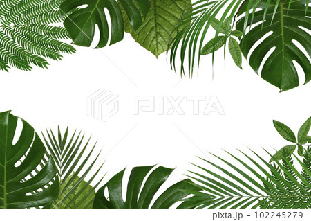 観葉植物のあるトロピカルなイメージの背景テクスチャー 102245279