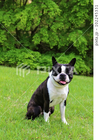 ゆずの里毛呂山町総合公園の緑の芝生に座って見つめるボストンテリアのマイティ君♡ 102245331