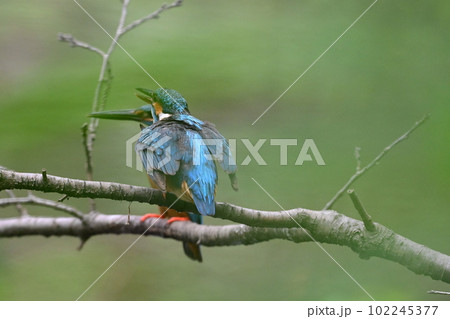 かわせみ 102245377