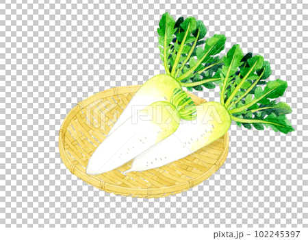 Daikon radish on a bamboo strainer Vegetable hand-painted watercolor illustration material 102245397